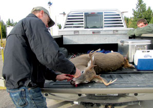 Deer Harvest Numbers Teetering Near Record Lows