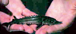 Spill Test for White Sturgeon on Track