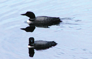Biologists Complete Conservation Plan Draft on Loons