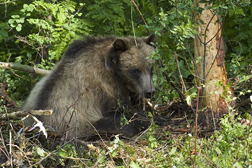 Grizzly Captured Twice Faces Extradition