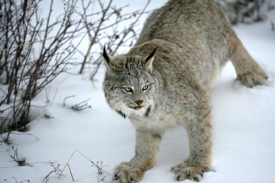 Lynx Protections Expanded, But New Habitat Denied ...