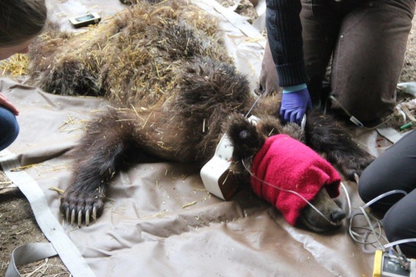 The Daily Roundup: Game Wardens, Wildlife Advocates Offer $15,000 Reward for Info on Illegal Killing of Cabinet-Yaak Grizzly Bear