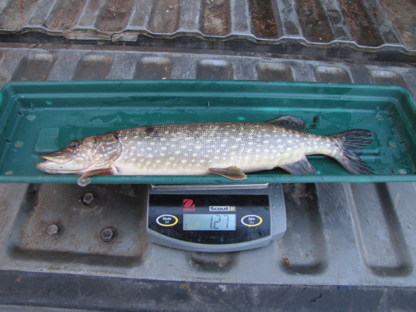 FWP Sampling Lake Mary Ronan for Possible Pike Invasion