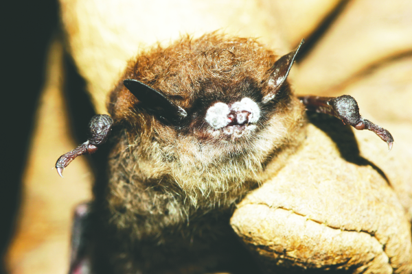 White-Nose Syndrome Detected in Bats at Libby Dam