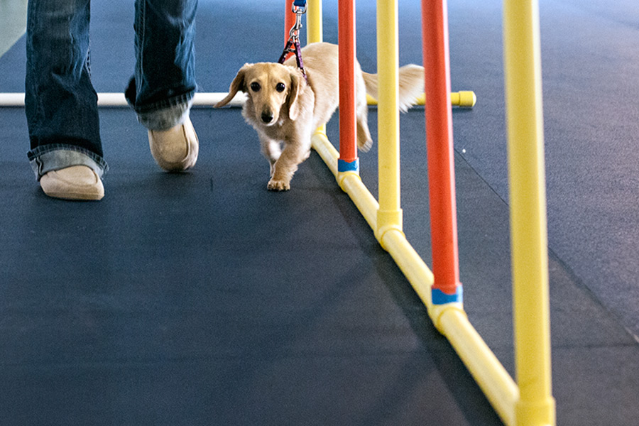 Dogs Days at the Gym Flathead Beacon