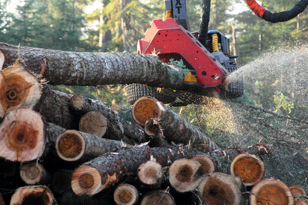 Zinke Forest Bill Would Require Cash Bonds to Sue