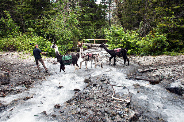 Steve Rolfing leads his llamas across a creek while training the animals for pack trips at the Strawberry Lake trailhead on June 4, 2015. Greg Lindstrom | Flathead Beacon