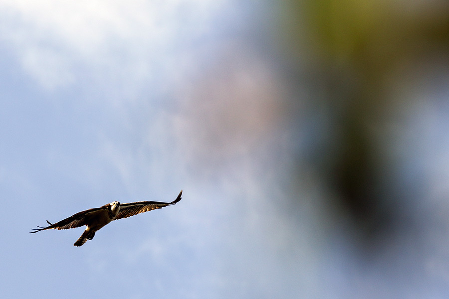 Photos: Birding in the Flathead Valley - Flathead Beacon