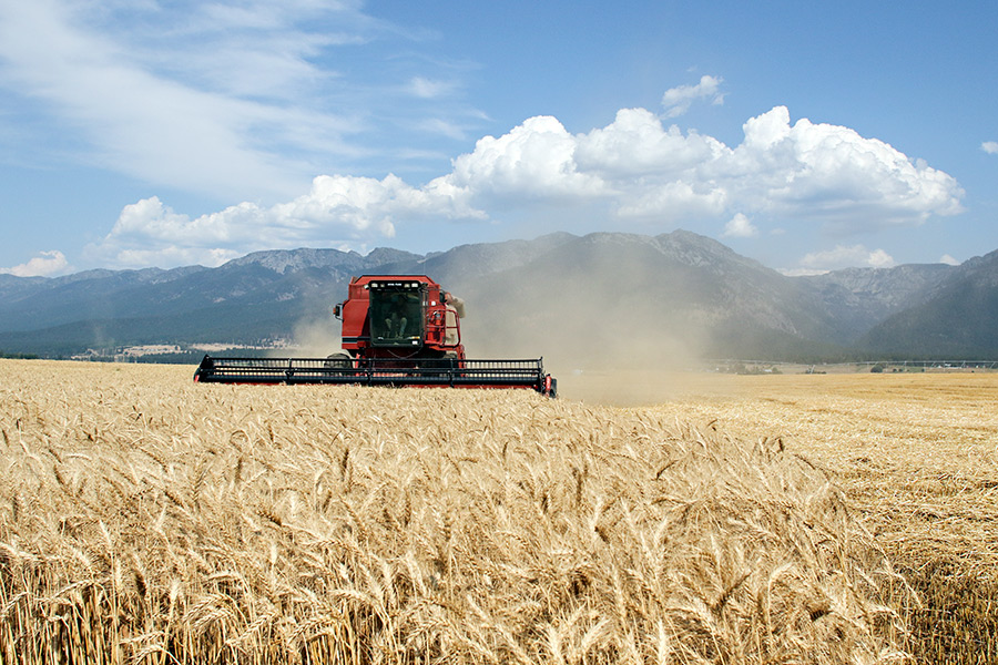 Jack Lake cuts his wheat field near Ronan on Aug. 12, 2015. Greg Lindstrom | Flathead Beacon