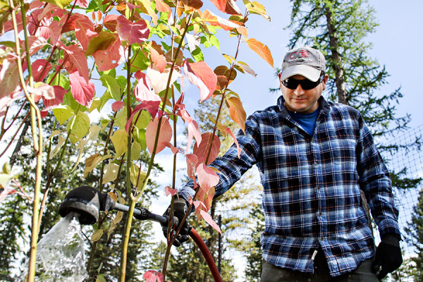 Andrew Beltz waters red osier dogwoods after moving them to larger pots. Greg Lindstrom | Flathead Beacon