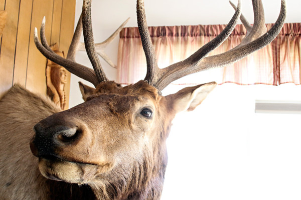 A six-point bull elk that McVay shot in Northwest Montana. Greg Lindstrom | Flathead Beacon