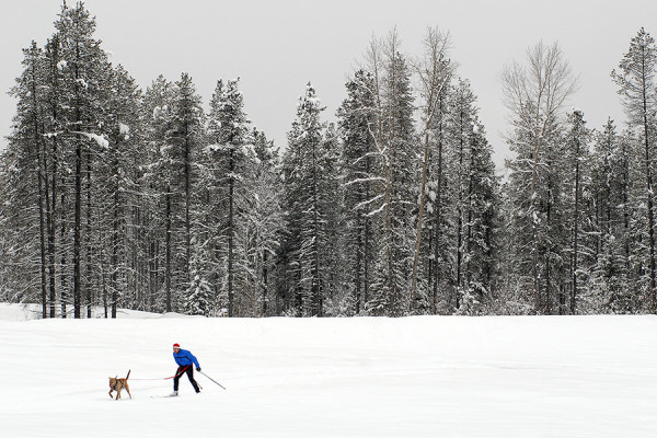A skier and his dog enjoy a nordic trail behind Glacier Outdoor Center near West Glacier. Beacon File Photo