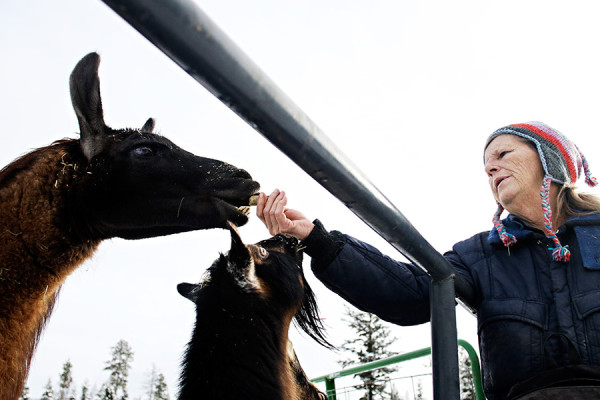 Kate Borton feeds llamas and goats at All Mosta Ranch in Marion on Dec. 18, 2015. Greg Lindstrom | Flathead Beacon
