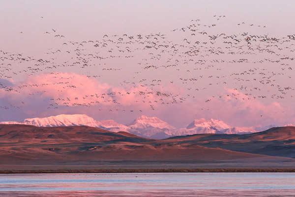 Photos: Freezout Lake Snow Geese