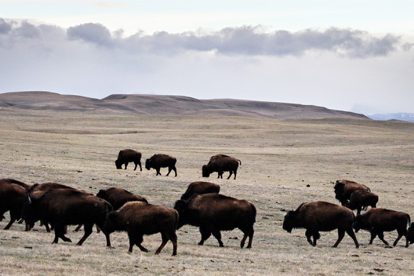 Bison from the Blackfeet herd established in the 1970s graze near Mission Lake on the Blackfeet Indian Reservation on April 4, 2016. Greg Lindstrom | Flathead Beacon