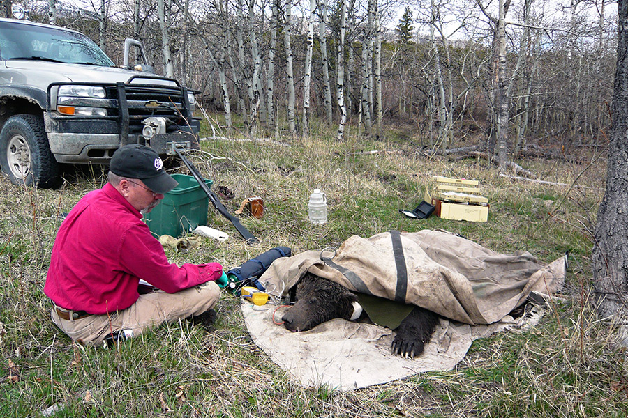 Chris Servheen sits with a bear as she wakes up in the field. Courtesy photo