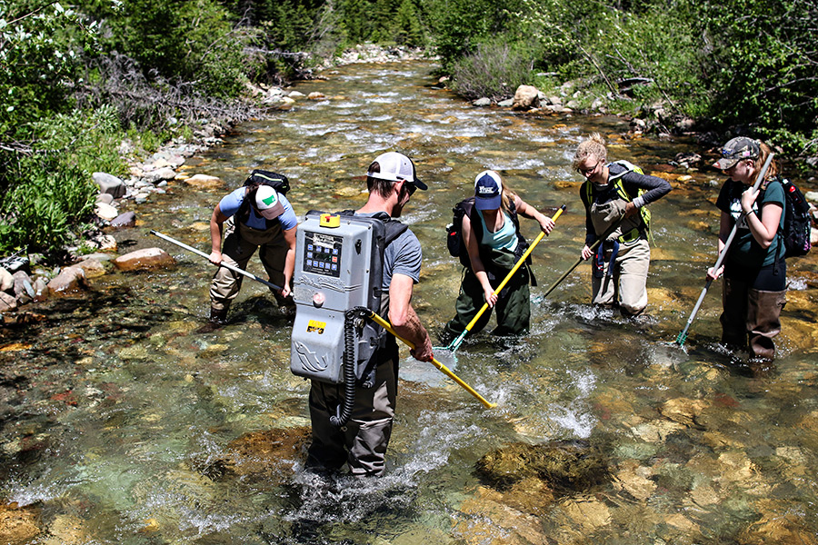 Clint Muhlfeld works with a crew to collect genetic samples of trout along Midvale Creek near East Glacier. Greg Lindstrom | Flathead Beacon