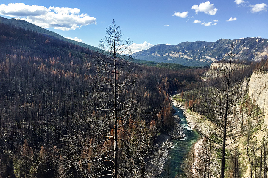 Charred trees remain after the Bear Creek fire burned through the Bob Marshall Wilderness along the South Fork Flathead River in August, 2015. Greg Lindstrom | Flathead Beacon