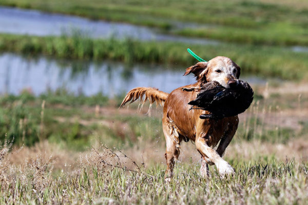 John Robinson's dog, Gus, retrieves a duck while field training in the Mission Valley on Aug. 2, 2016. Greg Lindstrom | Flathead Beacon