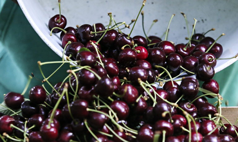 Flathead Cherry Growers Optimistic as Harvest Gets Underway
