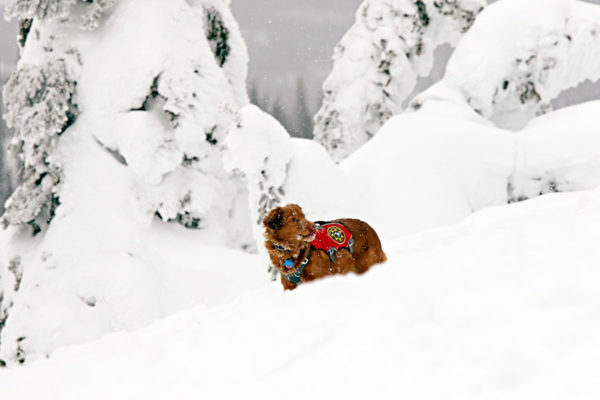 Avalanche Dog Certification