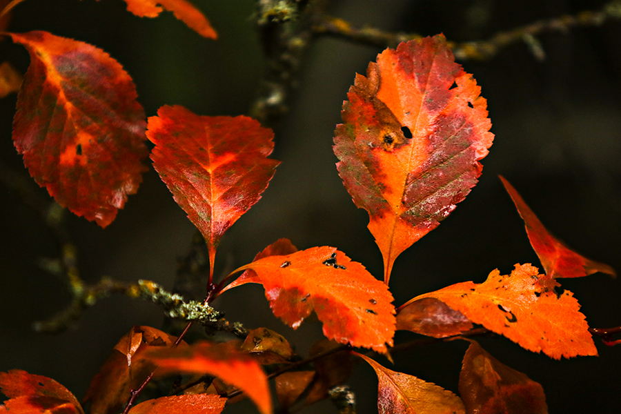 Photos: Fall Foliage 2019 - Flathead Beacon