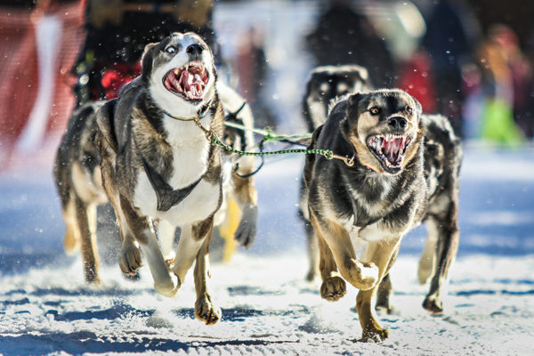 Photos: Flathead Classic Dog Sled Races