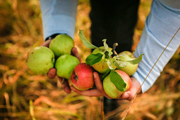 Photos: Apple Picking