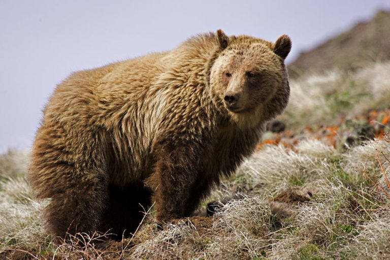 Food-conditioned Grizzly Euthanized as Bear Conflicts Rise Across the Flathead