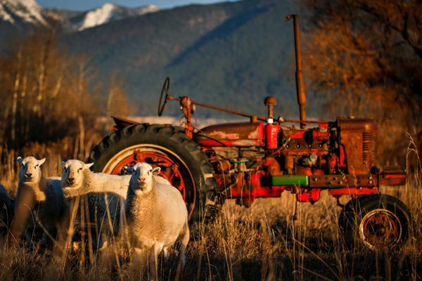 Tractor Sheep