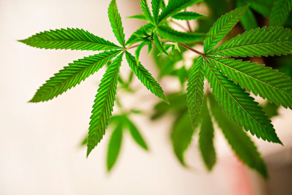 The New Frontier of Legal Marijuana