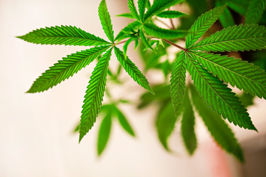 Local Support for Keeping Recreational Pot Sales Outweighs Opposition