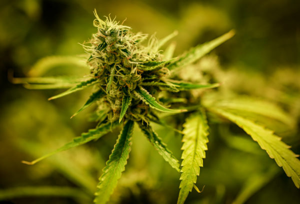 The Daily Roundup: Flathead County Cultivates New Zoning Regulations for Marijuana Business Owners