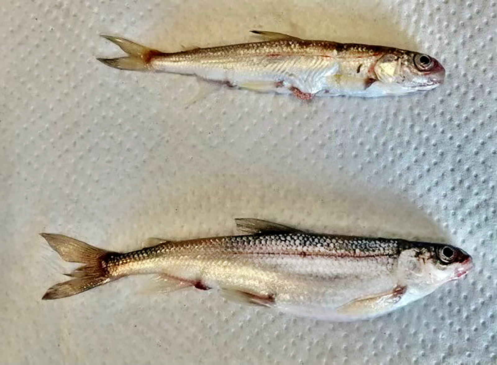 Rare Native Fish Species Discovered in Two Northwest Montana Lakes