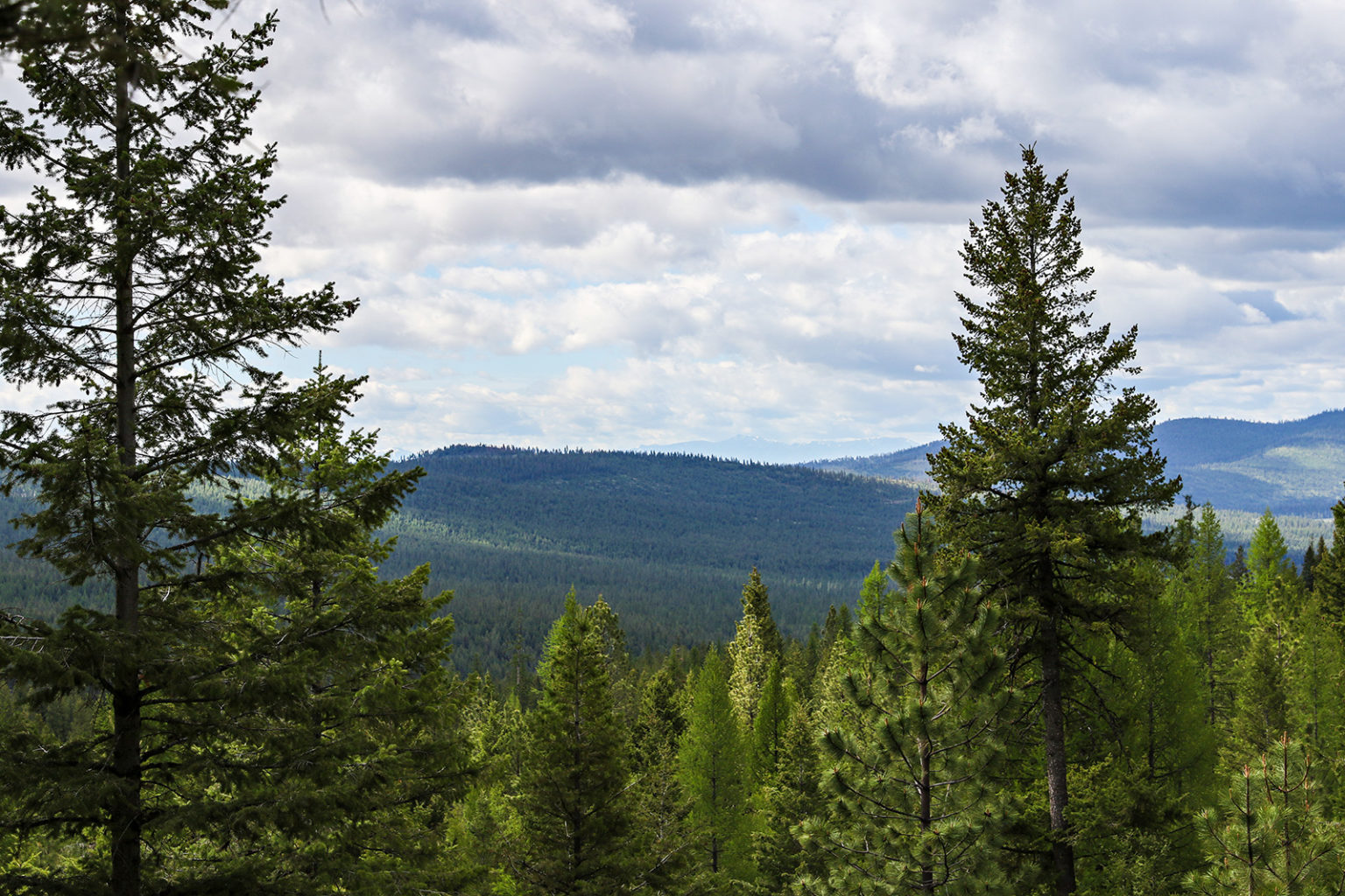 Meet the Joneses - Flathead Beacon