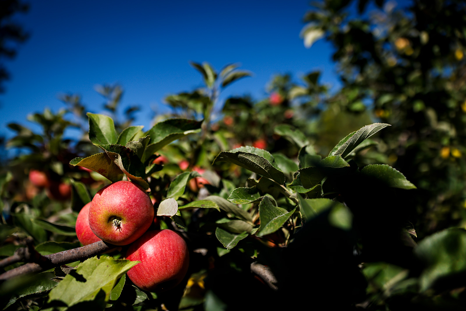 Apple maturity in Montana - Western Agricultural Research Center