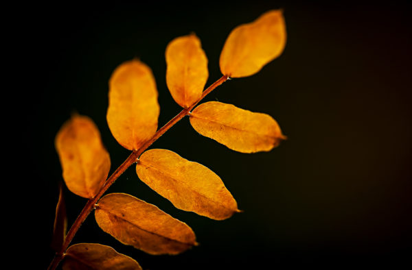 Autumnal Gold