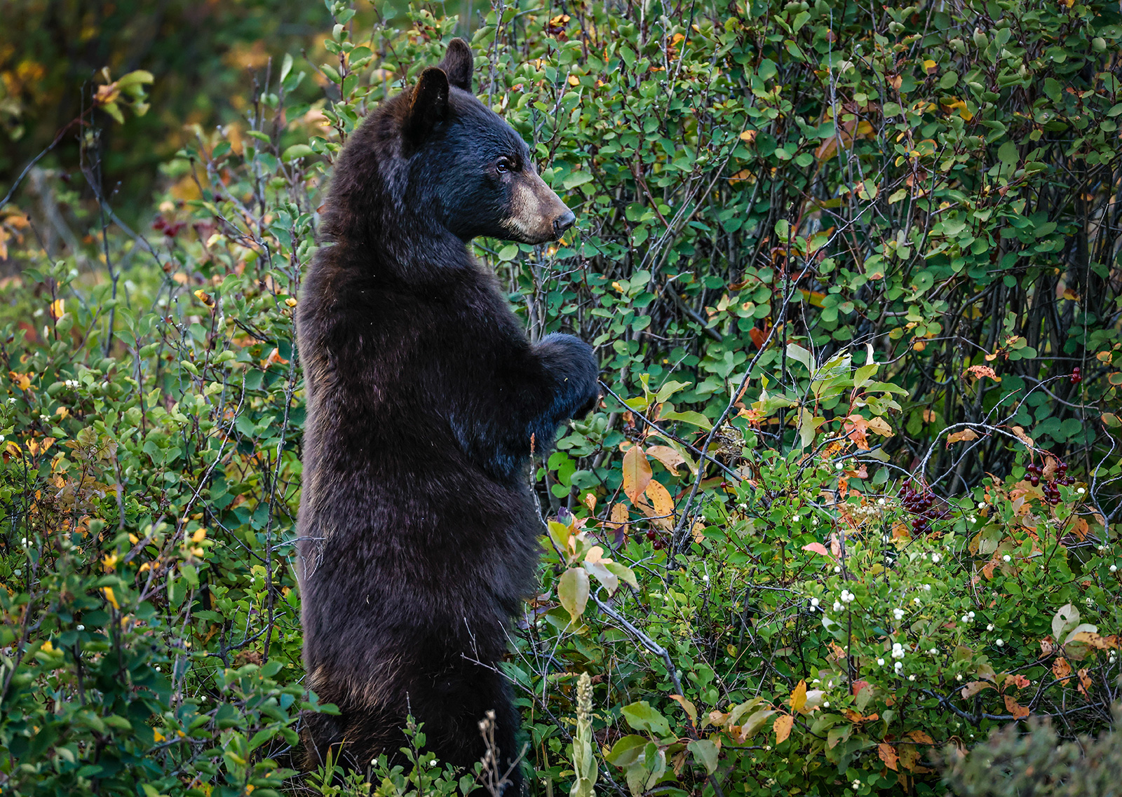 Statewide Black Bear Study Expands to Northwest Montana – Flathead Beacon