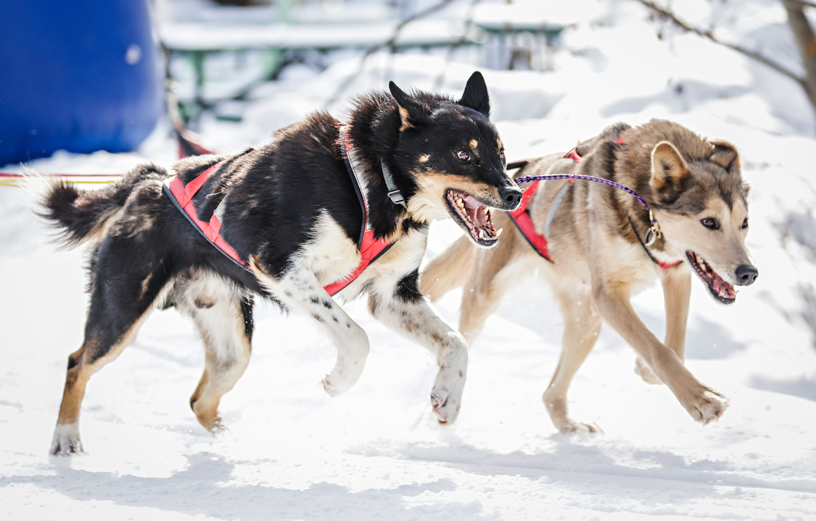 Flathead Classic Sled Dog Races 2022 Flathead Beacon