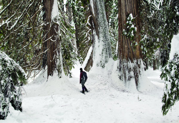 Walking Among Giants in the Spring