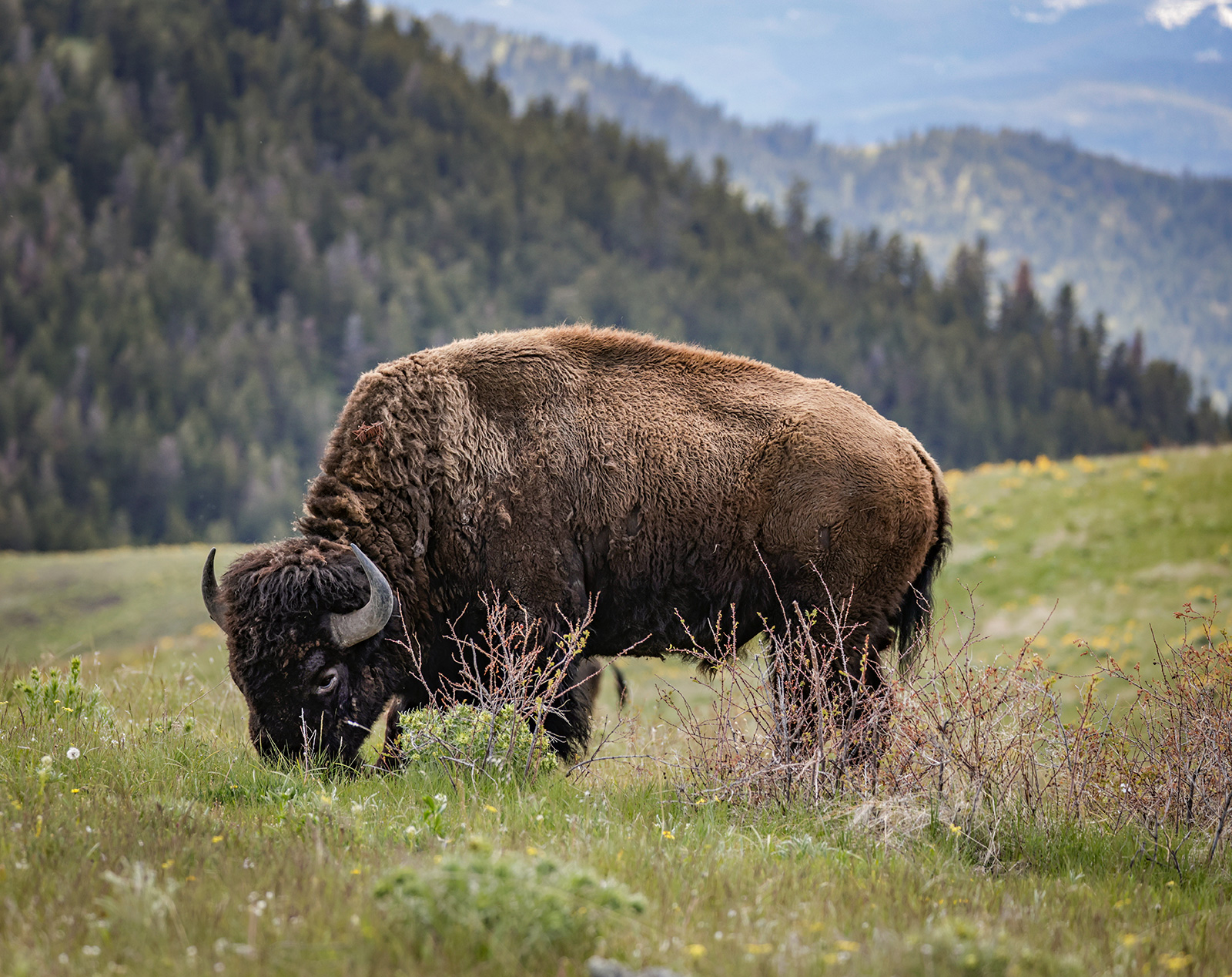 brugt Kemi rådgive U.S. Tribes get Bison as They Seek to Restore Bond with Animal - Flathead  Beacon