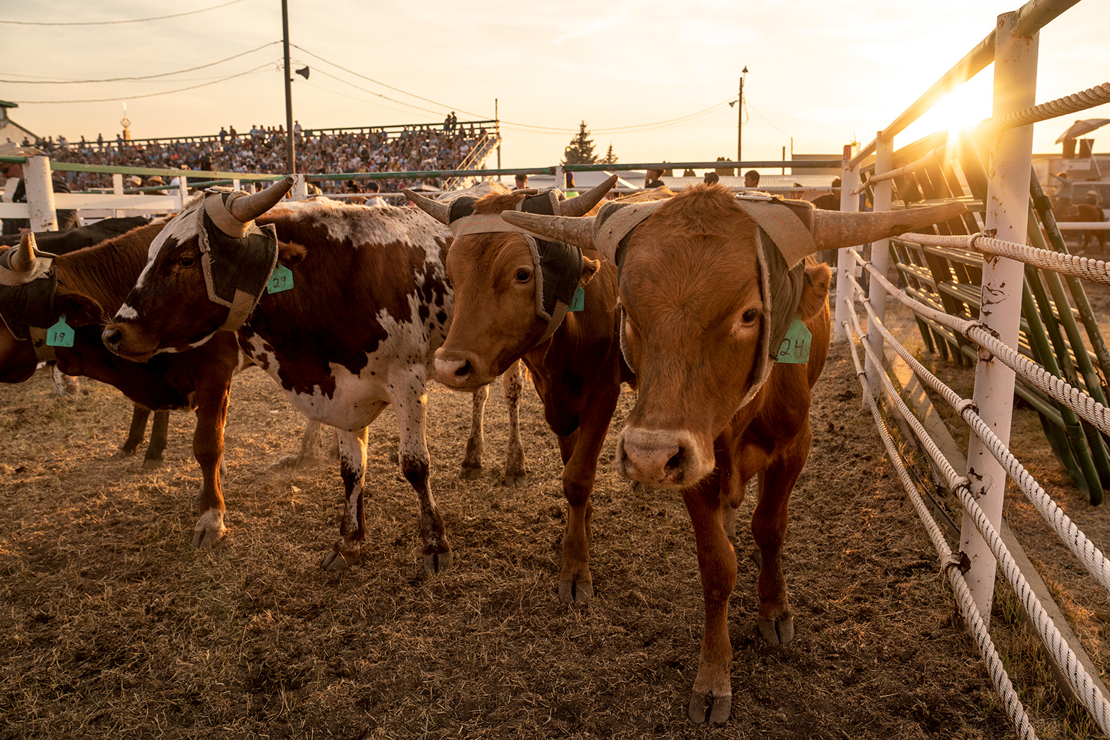 2022 Northwest Montana Fair and Rodeo Flathead Beacon