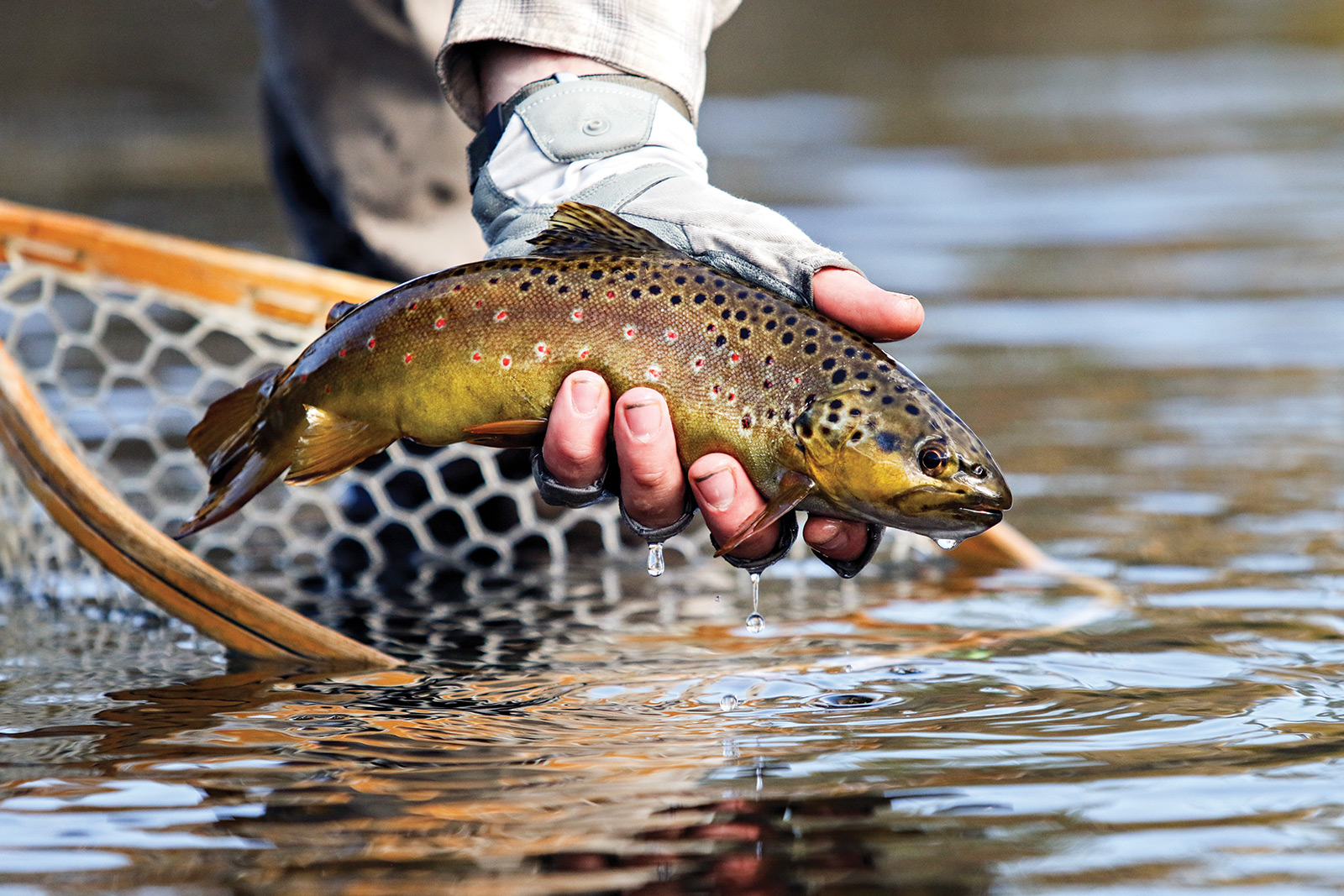 Warmer Water Could Have Chilling Effect On Montana's Trout Fishing