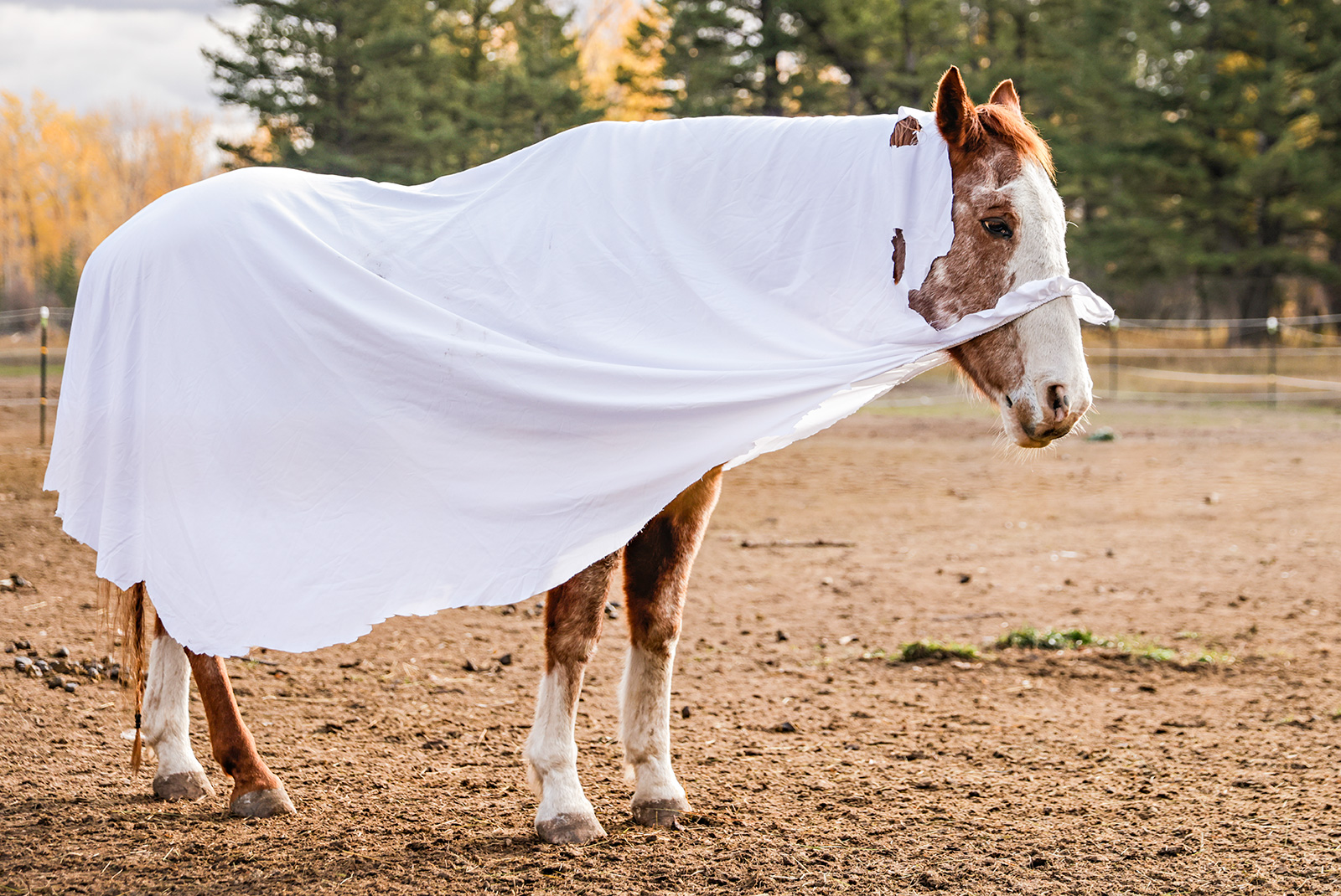 Halloween Horses - Flathead Beacon