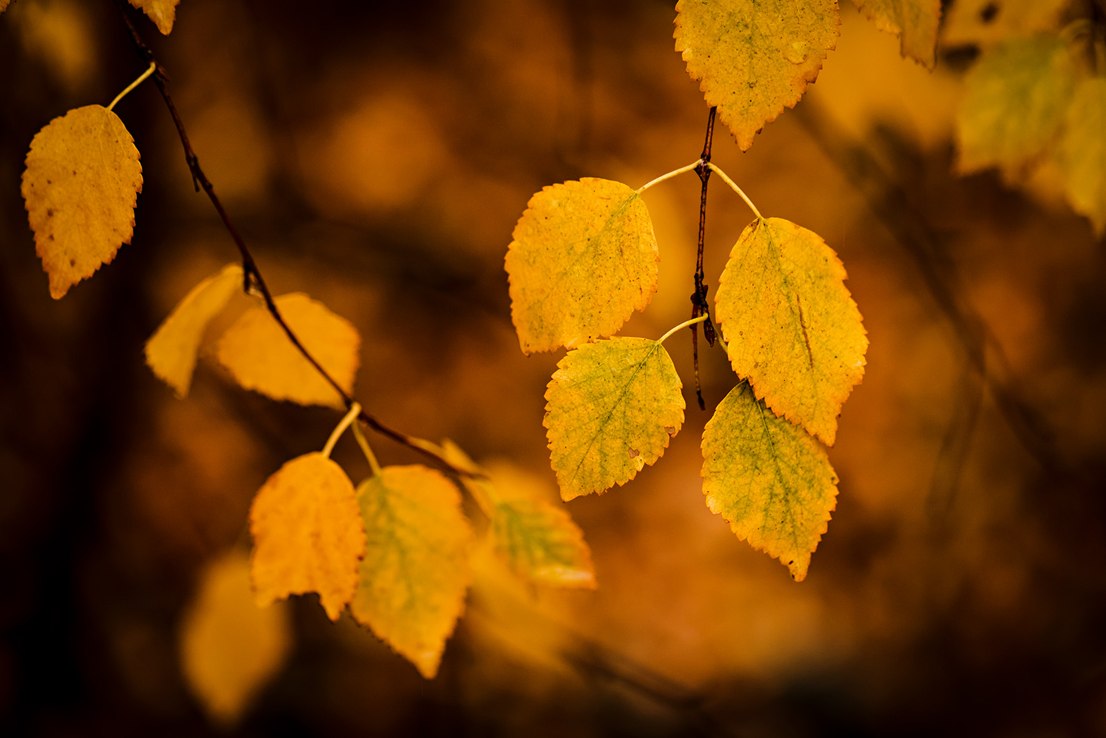 Fall Meets Winter - Flathead Beacon