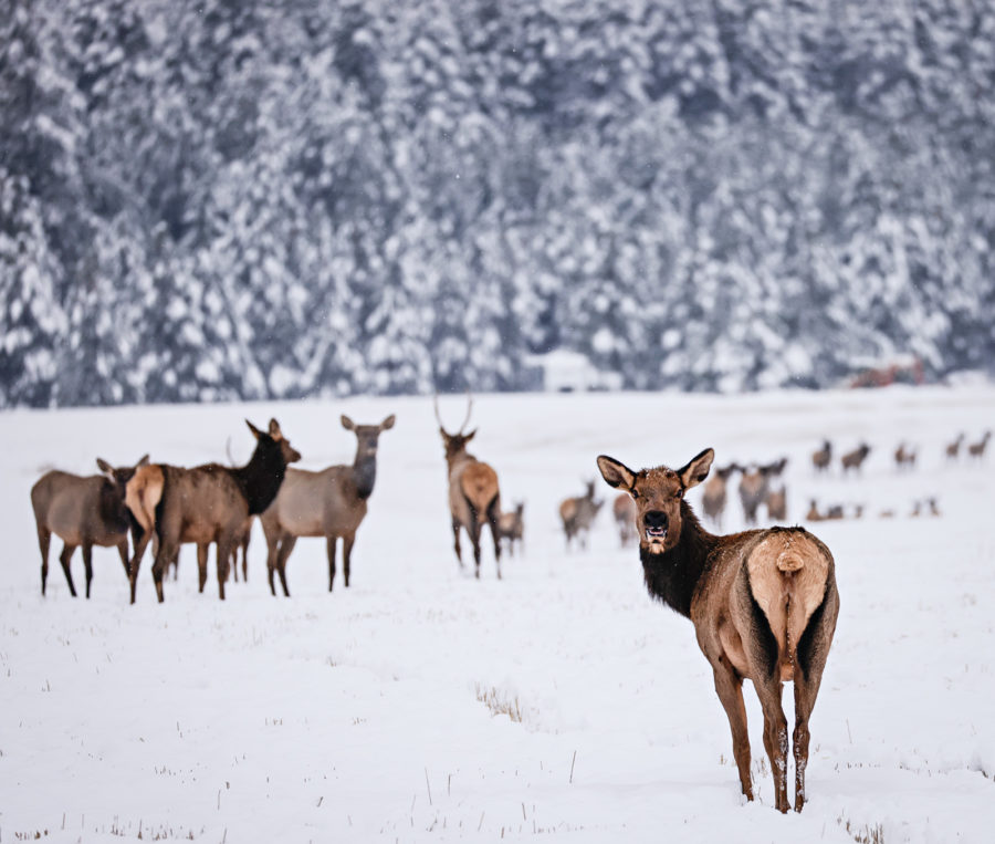 Montana’s General Hunting Season Wraps Up
