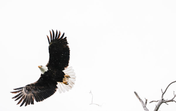Man to Plead Guilty to Helping Kill 3,600 Eagles, Other Birds and Selling Feathers Prized by Tribes