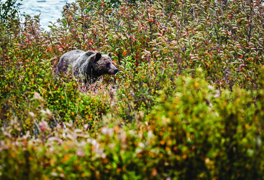 Grizzly Bear Euthanized After Capture Near Hungry Horse Reservoir