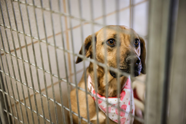 Flathead County Animal Shelter Reduces Adoption Fees after $50,000 Donation