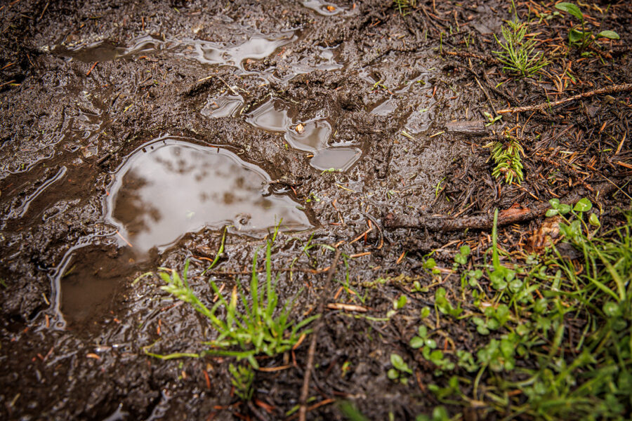 Hiker Injured in Glacier National Park Bear Encounter